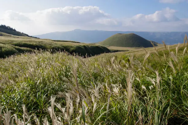 Autumn of Mt. Aso where Japanese pampas grass sways in the wind