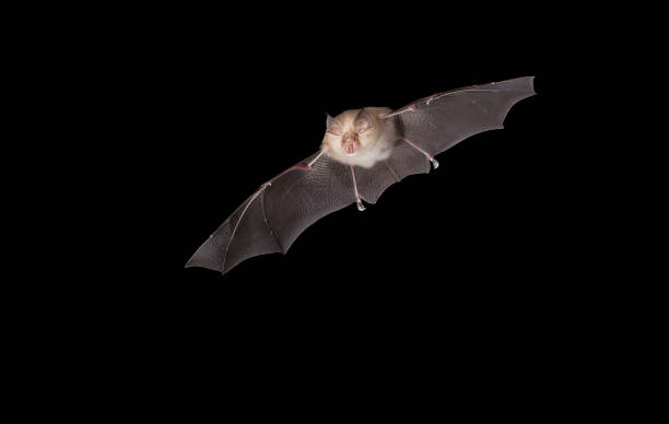 istock Lesser horseshoe bat, Rhinolophus hipposideros 