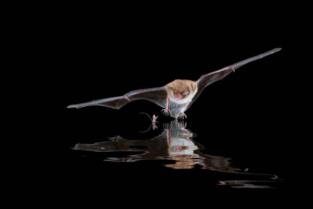 Wild European bat species in flight. Hunting for prey at night. stock photo