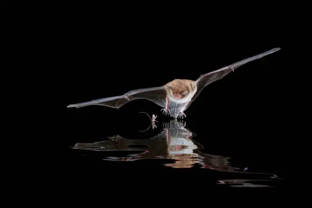 Daubenton's bat hunting above open water. Catching insects from the water surface.