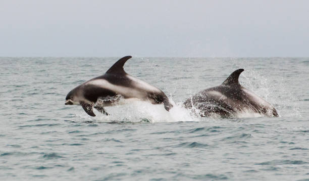 white-beaked dolphin (lagenorhynchus albirostris) - dolphin porpoise mammal sea imagens e fotografias de stock