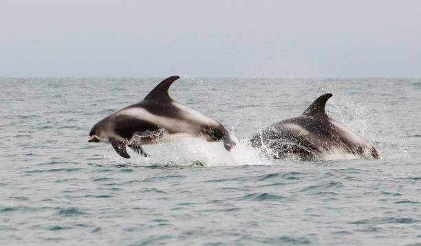 белоклювый дельфин (lagenorhynchus albirostris) - dolphin porpoise mammal sea стоковые фото и изображения