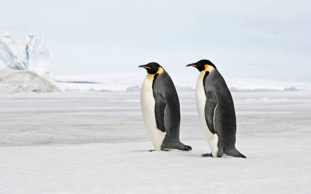 istock Emperor Penguin, Aptenodytes forsteri 1282275667