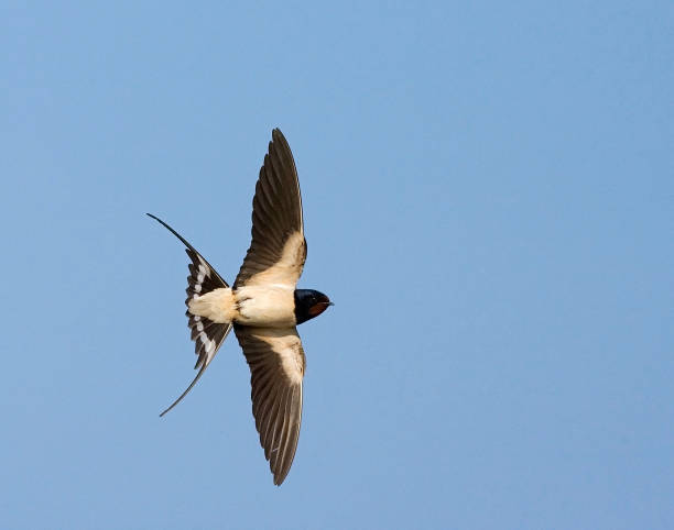 Barn Swallow, Hirundo rustica Adult Barn Swallow, Hirundo rustica, in flight in the Netherlands. Seen from below in perfection. barn swallow stock pictures, royalty-free photos & images