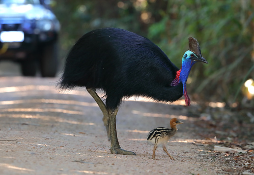Male and chick Southern Cassowary (Casuarius casuarius) at Licuala Day Use Area at Tam O'Shanter in Queensland, Australia.
