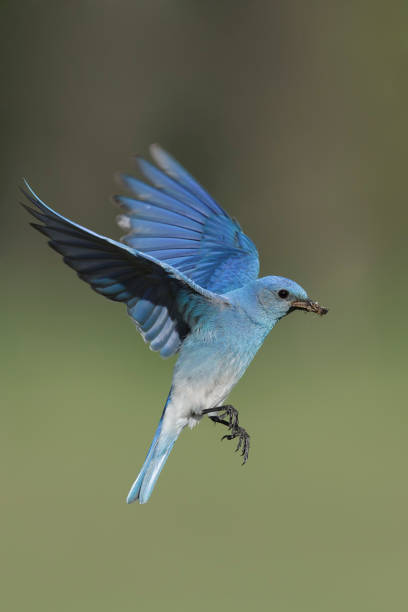 istock Mountain Bluebird, Sialia currucoides 1282275683