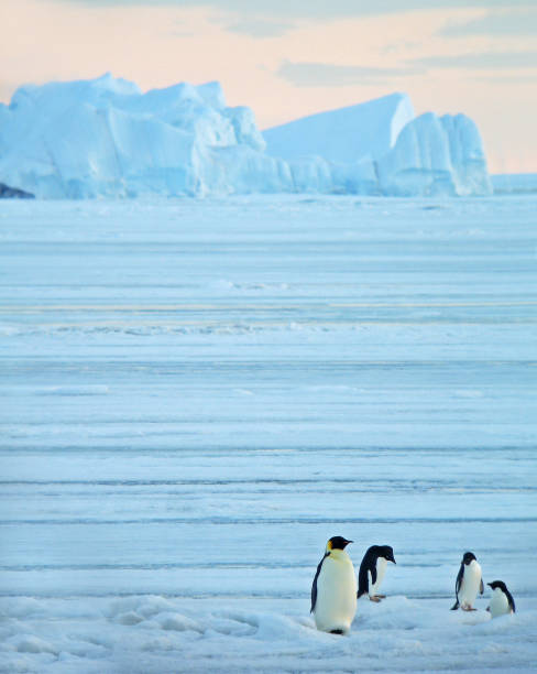 istock Emperor Penguin, Aptenodytes forsteri 1282275717