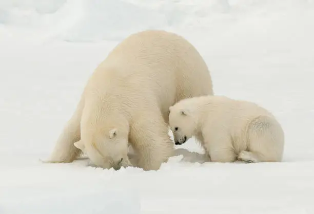 Hungry adult female Polar bear (Ursus maritimus) with her cub. Female is digging a hole in the snow for a possible seal as prey.