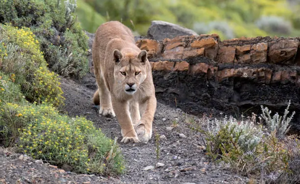 Wild Cougar (Puma concolor concolor) in Torres del Paine national park in Chile. Walking towards the photographer.