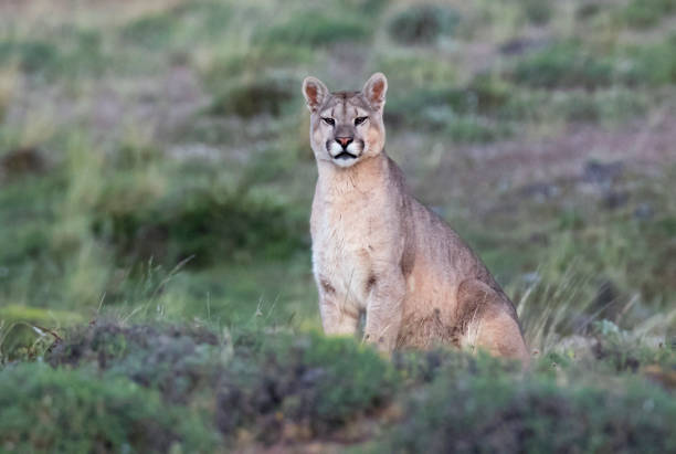 istock Cougar, Puma concolor concolor 1282275738