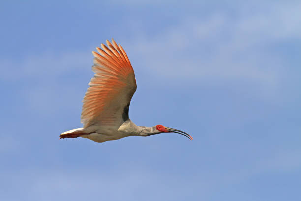 istock Japanese Crested ibis, Nipponia nippon 1282275793