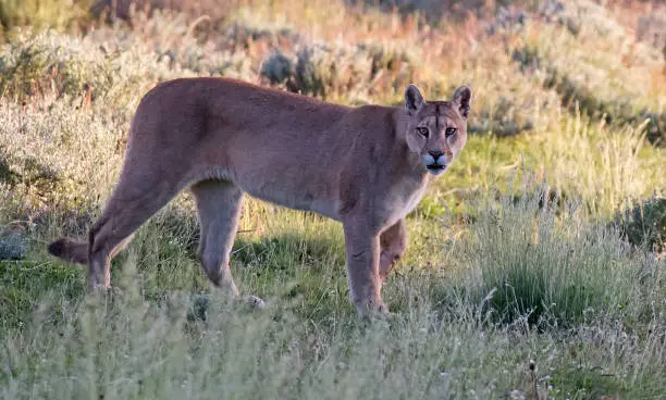 Wild Cougar (Puma concolor concolor) in Torres del Paine national park in Chile. Standing still and looking alert to the photographer.