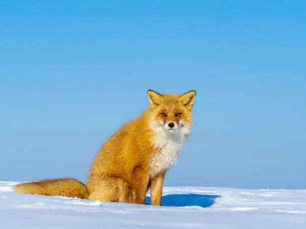 Ezo Red Fox (Vulpes vulpes schrencki) sitting in the snow on Hokkaido in Japan. Also known as Sakhalin Fox.