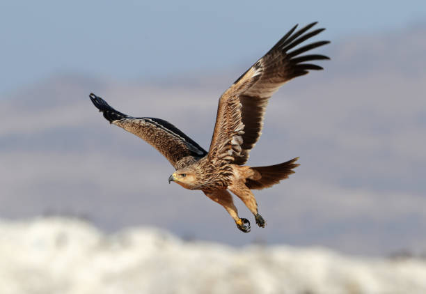Eastern Imperial Eagle, Aquila heliaca stock photo