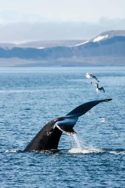 Humpback Whale (Megaptera novaeangliae) surfacing amongst flock of Gulls in Svalbard, arctic Norway. Diving back under, showing unique patterned tail.