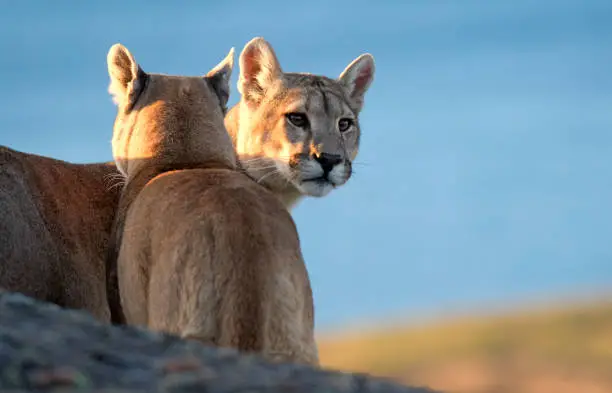 Two wild Cougars (Puma concolor concolor) in Torres del Paine national park in Chile. One staring in the distance.
