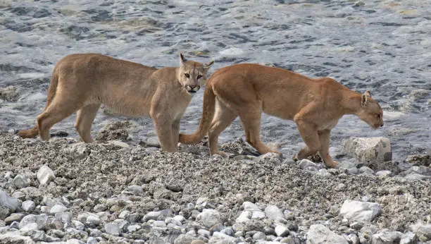 Two wild Cougars (Puma concolor concolor) walking along a river in Torres del Paine national park in Chile.