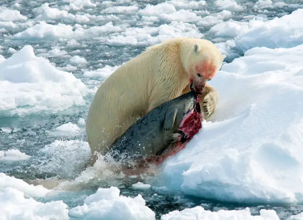 Polar Bear (Ursus maritimus) female with just caught dead seal at prey at Spitsbergen, Norway. Pulling it out of the water with her strong mouth on the drift ice.