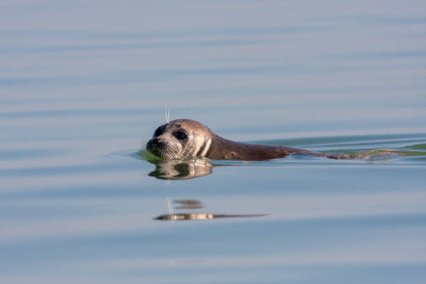 Caspian Seal, Caspian Pusa