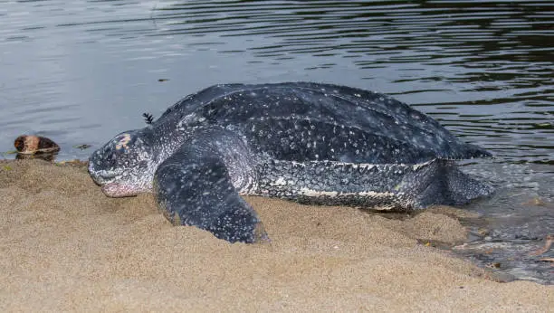 Adult female Leatherback sea turtle (Dermochelys coriacea) arriving on a sandy beach on an island in the Caribbean to lay her eggs deep in the sand.