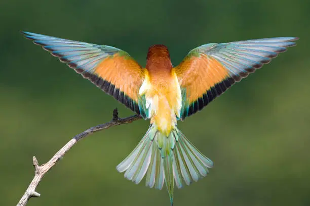 European Bee-eater, Merops apiaster, landing on a perch in Hungary. Seen from the back.