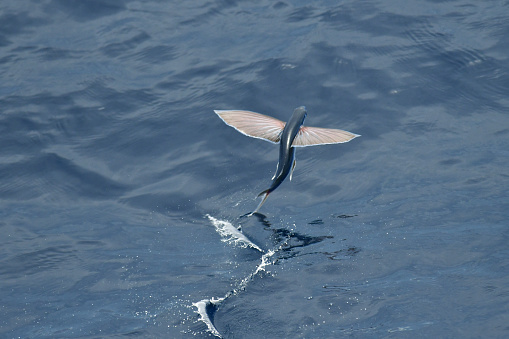 Flying Fish Species Stock Photo - Download Image Now - Flying Fish, Animal, Animal Body Part - iStock Flying Fish Species Stock Photo - Download Image Now - Flying Fish, Animal, Animal Body Part - iStock
