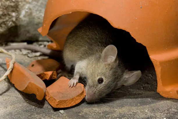 House Mouse (Mus musculus) inside a broken pot in a house in the Netherlands.