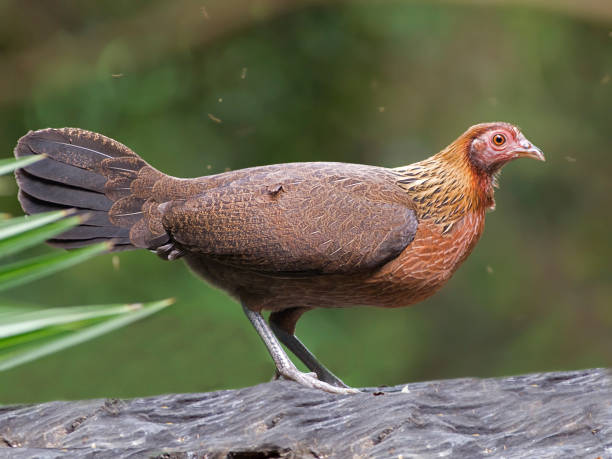 istock Red Junglefowl, Gallus gallus gallus 1282275986