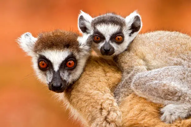 Ring-tailed Lemur, Lemur catta, mama with her young on her back. Both staring in the camera.