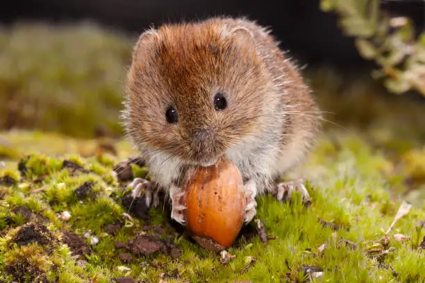 Hungry Bank Vole, Myodes glareolus, eating an acorn. Looking cute into the camera with black tiny eyes.