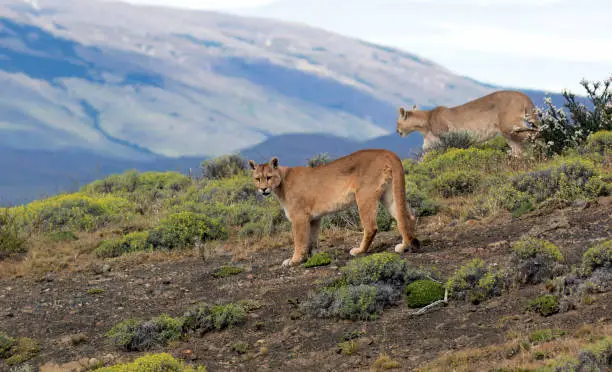 Two Wild Cougars (Puma concolor concolor) in Torres del Paine national park in Chile. Walking side by side.