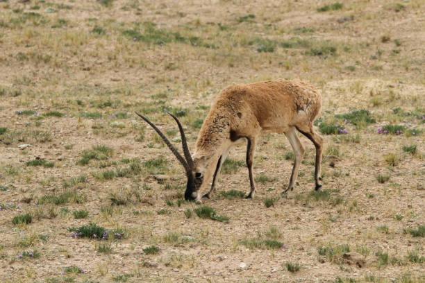 istock Tibetan Antelope, Pantholops hodgsonii 1282276588