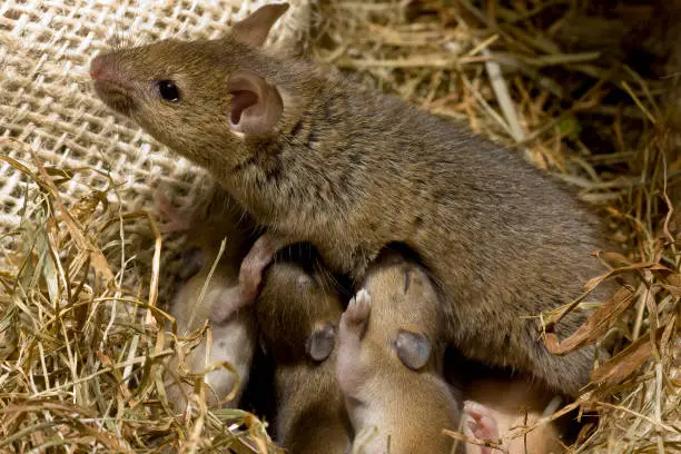 Adult House Mouse (Mus musculus) inside a house in the Netherlands. Mother with tiny chicks in her nest.