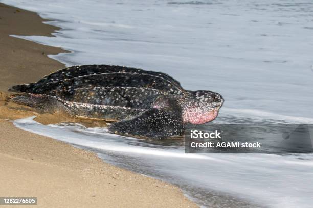 Leatherback Sea Turtle Dermochelys Coriacea Stock Photo - Download Image Now - Leatherback Turtle, Sea Turtle, Swimming