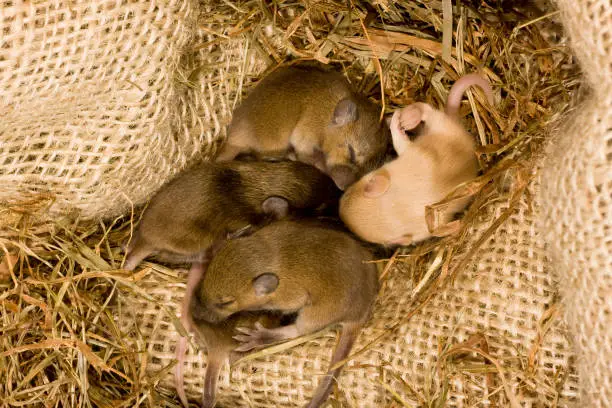 House Mouse (Mus musculus) inside a house in the Netherlands. Tiny chicks in their nest.