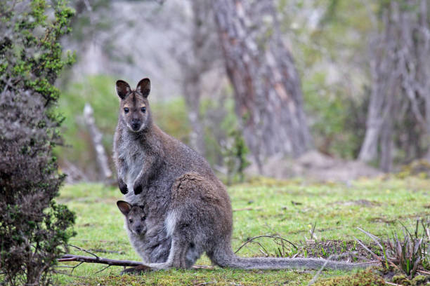 istock red-necked Wallaby, Macropus rufogriseus 1282276619