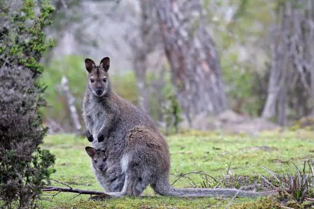 Red-necked Wallaby or Bennett's Wallaby (Macropus rufogriseus) with a young in Australia.