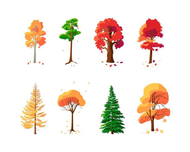흰색 배경에 가을 나무의 다채로운 컬렉션 - chestnut tree leaf tree white background stock illustrations