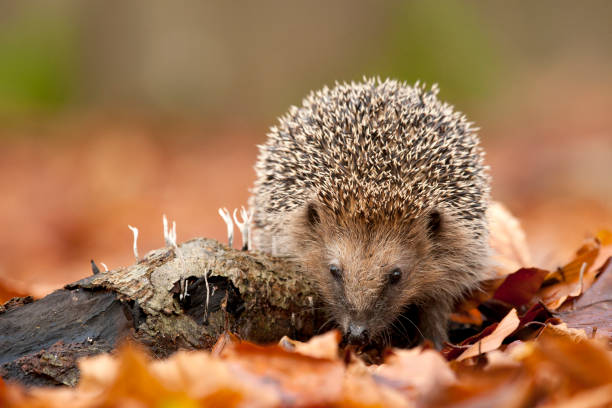 European Hedgehog, Erinaceus europaeus, between autumn leaves on the Veluwe in the Netherlands.