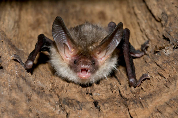istock Bechstein's Bat, Myotis bechsteinii, portrait 1282276675