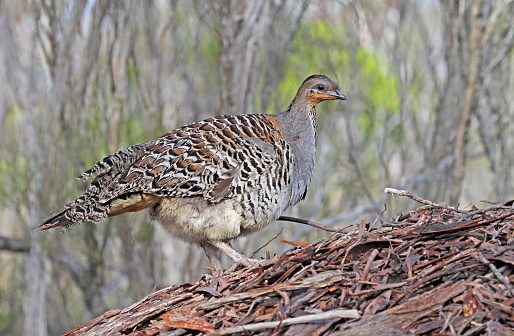 Adult Malleefowl (Leipoa ocellata) in Southern Australia. Standing on its nest. Seen from the side.