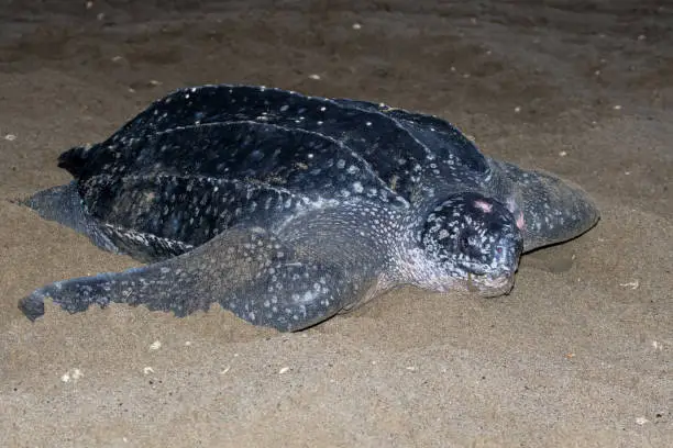 Adult female Leatherback sea turtle (Dermochelys coriacea) on a sandy beach on an island in the Caribbean. Heading back to sea after laying her eggs.
