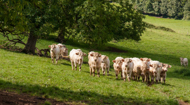 istock Charolais cattle herd in Burgundy 1282276857