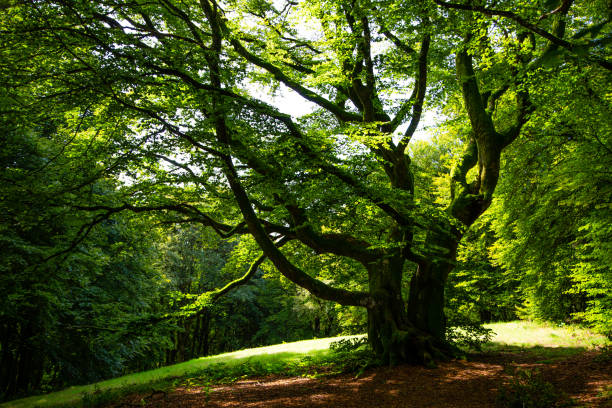 istock Forest with giant trees in Bibracte in Burgundy 1282278127