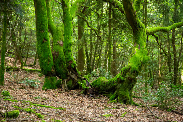 istock Forest with giant trees in Bibracte in Burgundy 1282278168