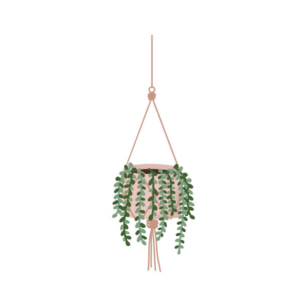 ilustrações de stock, clip art, desenhos animados e ícones de house plant succulent cactus string of pearls or string of beads with teardrop-shaped leaves hanging in a white pot vector illustration - hanging basket