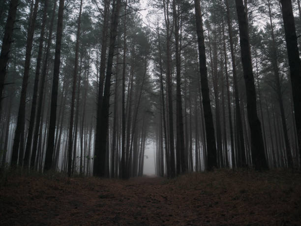 istock Misty and dark pine woods . Autumn gloomy landscape 1282278342