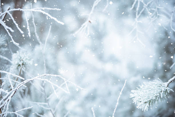 istock Winter scene - snowfall on the blurred forest background 1282279458