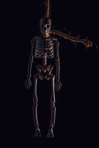 Halloween idea. Human skeleton on a rope in pitch darkness