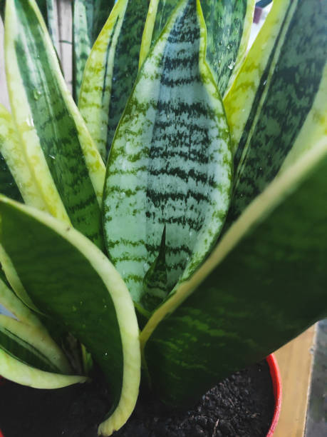 istock beautiful indoor flower sansevieria in a pot 1282279940